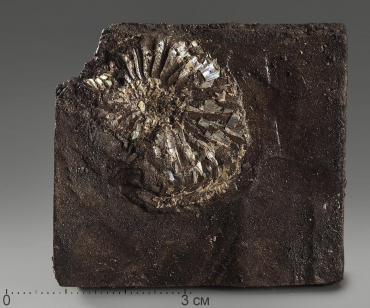 Аммонит (отпечаток) - «globural.ru» - Саяногорск