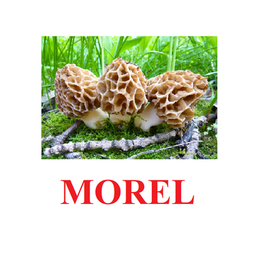 "Mushrooms" ("Грибы") английские карточки Домана - «globural.ru» - Саяногорск