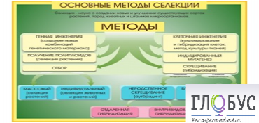 Стенд "Методы селекции и биотехнологии" - «globural.ru» - Саяногорск