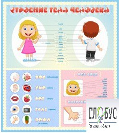 Стенд "Строение человека" для детей - «globural.ru» - Саяногорск