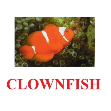 "Fish" ("Рыбы") английские карточки Домана - «globural.ru» - Саяногорск