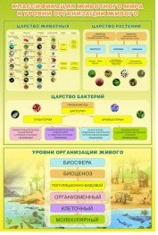 Стенд "Классификация животного мира" - «globural.ru» - Саяногорск