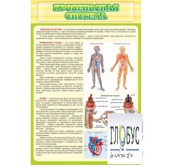 Стенд "Кровеносная система" - «globural.ru» - Саяногорск