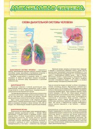 Стенд "Дыхательная система" - «globural.ru» - Саяногорск